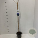 Vitis 'Boskoop Glory' 45-50 cm 2,0L