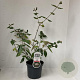 Viburnum burkwoodii 50-60 cm 3,5L