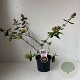 Viburnum burkwoodii 50-60 cm 3,5L