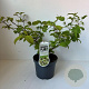 Viburnum plic. 'Cascade' 40-45 cm 3,5L