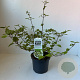 Viburnum plic. 'Cascade' 40-45 cm 3,5L