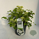 Viburnum plic. 'Newport' 20-30 cm 3,5L