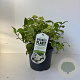 Viburnum plic. 'Newport' 20-30 cm 3,5L