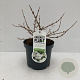 Viburnum plic. 'Newport' 20-30 cm 3,5L