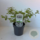 Viburnum plic. 'Watanabe' 25-35 cm 2,0L
