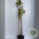 Wisteria sinensis 'Alba' 110-120 cm 7,5L piramide