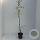 Wisteria sinensis 'Alba' 80-100 cm 2,0L