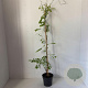 Wisteria sinensis 'Alba' 80-100 cm 2,0L