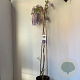 Wisteria sinensis 'Prolific' 110-120 cm 7,5L