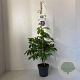 Wisteria sinensis 'Prolific' 80-100 cm 2,0L