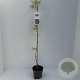 Wisteria sinensis 'Prolific' 80-100 cm 2,0L