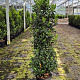 Prunus l. 'Angustifolia' 140-160 cm 20L