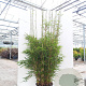 Fargesia robusta 'Campbell' 150-175 cm 15L