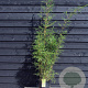 Fargesia robusta 'Campbell' 150-175 cm 15L