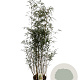 Fargesia robusta 'Campbell' 150-175 cm 15L