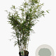 Fargesia robusta 'Campbell' 150-175 cm 15L