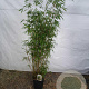 Fargesia robusta 'Pingwu' 175-200 cm 15L