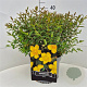 Hypericum 'Hidcote' 30-40 cm 10L