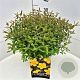Hypericum 'Hidcote' 30-40 cm 10L