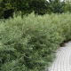 Salix elaeagnos 'Angustifolia' GM wortelgoed 1-jarig bewortelde winter 3 tak