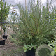 Salix elaeagnos 'Angustifolia' GM wortelgoed 1/1 2-3 tak