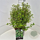 Ribes alpinum 'Schmidt' 40-50 cm 10L