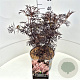 Sambucus nigra Black Lace 30-40 cm 10L