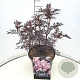 Sambucus nigra Black Lace 30-40 cm 10L