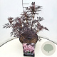 Sambucus nigra Black Lace 30-40 cm 10L
