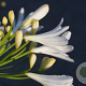 Agapanthus 'Vallée de Sarthe' GM P9