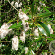Salix pentandra 80-100 cm wortelgoed 1-jarig bewortelde winter
