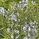 Amsonia 'Ernst Pagels' GM P9
