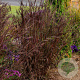 Andropogon g. Blackhawks GM P9