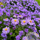 Aster (D) 'Wachsenburg' GM P9