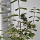 Callicarpa bod. 'Profusion' 60-80 cm 7,5L