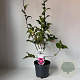 Camellia wil. 'Debbie' 40-45 cm 3,5L