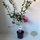 Camellia wil. 'Debbie' 40-45 cm 3,5L
