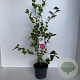 Camellia wil. 'Debbie' 40-45 cm 3,5L