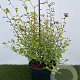 Ceratostigma willmottianum 30-40 cm 3,0L