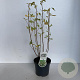 Clethra alnifolia 35-45 cm 3,5L