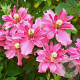 Clematis 'Broughton Star' 80 cm rozenpot 2L