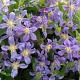 Clematis 'Juuli' 80 cm rozenpot 2L