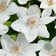 Clematis 'Mrs George Jackman' 80 cm rozenpot 2L