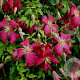 Clematis 'Madame Julia Correvon' 80 cm rozenpot 2L