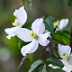 Clematis mont. wilsonii 80 cm rozenpot 2L