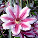 Clematis 'Nelly Moser' 80 cm rozenpot 2L