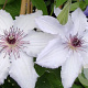 Clematis 'Snow Queen' 80 cm rozenpot 2L