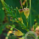Collinsonia canadensis GM P9