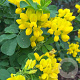 Coronilla valentina glauca GM P9