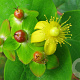Hypericum androsaemum GM P9